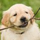 Puppystick