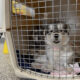 Pups Find New Homes Featured Img