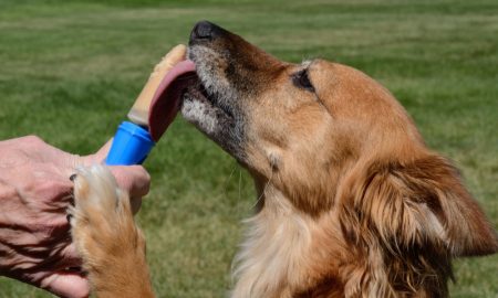 Pupsicle