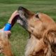 Pupsicle