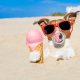 Frozen Dog Treats
