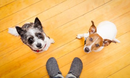 Questions Dog Owners Ask