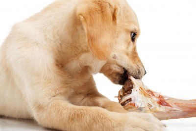 Rawdogfood