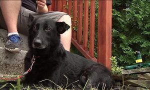 Reinaherodog