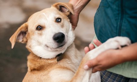 Rescuedog Min