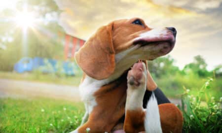 Seasonal Allergies In Dogs Summer Edition
