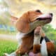 Seasonal Allergies In Dogs Summer Edition
