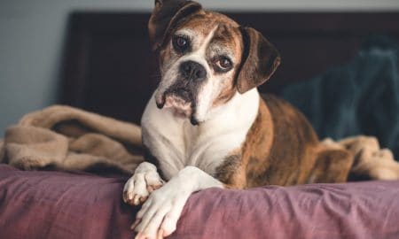 Senior Dog