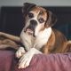 Senior Dog