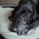 Senior Dog
