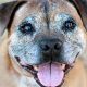 Adopting A Senior Dog