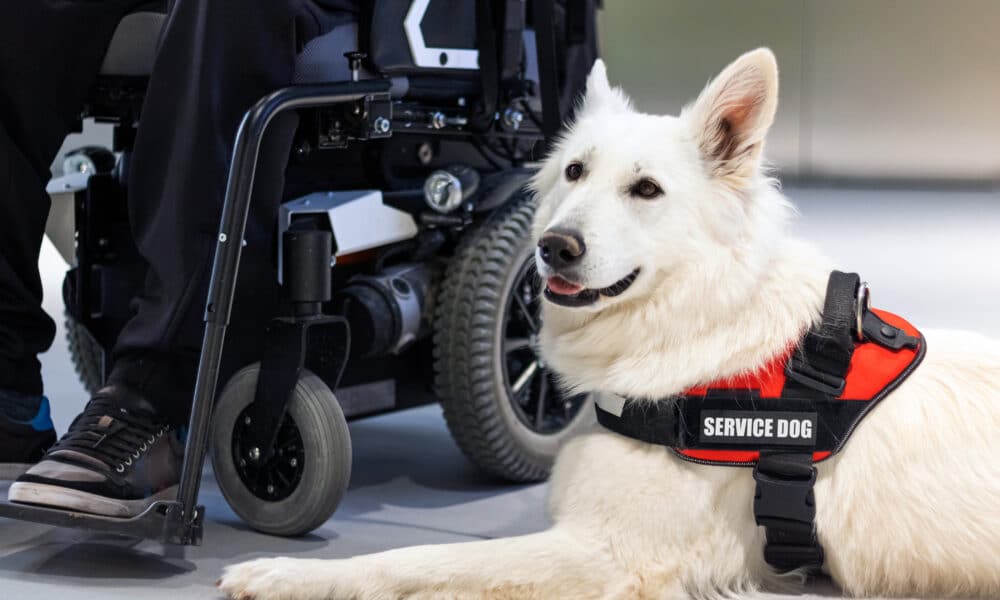 Service Dog Breed