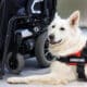 Service Dog Breed