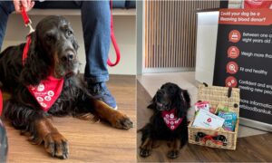 Sharwood The Dog On His 40Th And Final Blood Donation