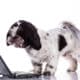Shih Tzu Dog With A Laptop