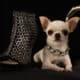 Shortest Living Dog Beside A Shoe