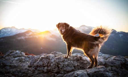 Shutterstock 1304705917