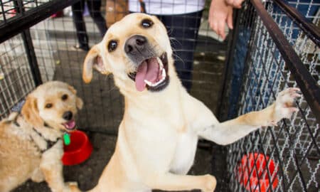 Adoption Fair. Happy Dog Waiting Fro A Family. Shelter Event.