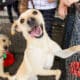 Adoption Fair. Happy Dog Waiting Fro A Family. Shelter Event.