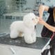 Properly Grooming A Bichon Frise