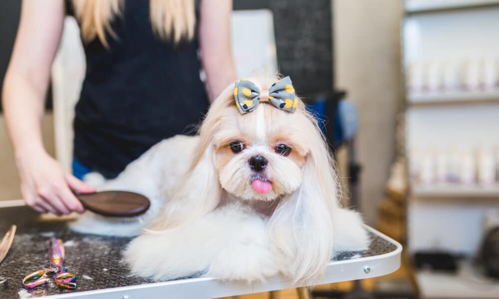 Grooming A Shih Tzu At Home