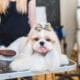 Grooming A Shih Tzu At Home
