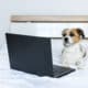 Small Dog Lies In Front Of A Laptop On A Bed In The Bedroom
