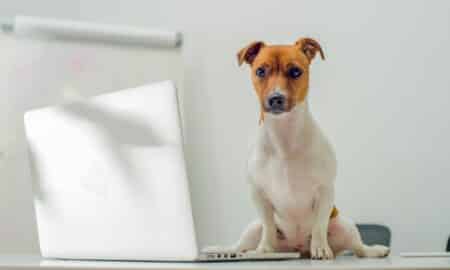 Smart Dog Uses Laptop