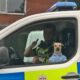 Smartly Dressed Dog Gets Rescued From Intoxicated Owner