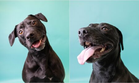 Sora The Long Term Shelter Dog At Valley Animal Center