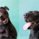 Sora The Long Term Shelter Dog At Valley Animal Center