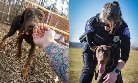 South Bend Police Officer With Zeus The Doberman
