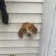 Spike The Hound Gets Stuck In A Dryer Vent