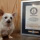 Spike With His Guinness World Records Certificate