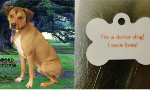 Stanford The Blood Donor Dog