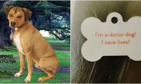 Stanford The Blood Donor Dog