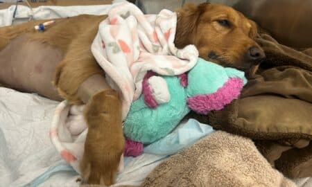 Stevie The Golden Retriever Recovering From Surgery