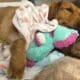 Stevie The Golden Retriever Recovering From Surgery
