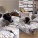 Stray Dogs Lying On A Display Bed In A Store In Istanbul