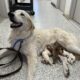 Surrogate Mom Nova With Six Puppies
