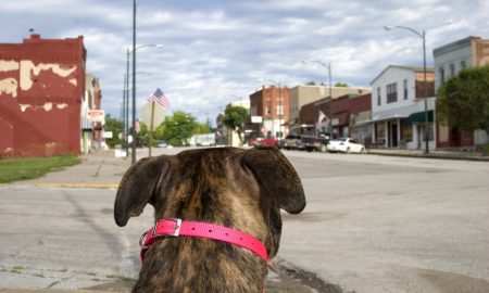Pit Bulls