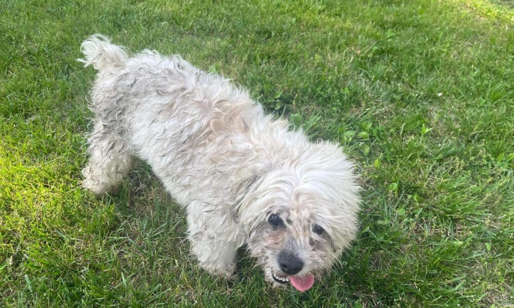 Teddy The Blind And Deaf Shih Tzu