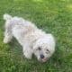 Teddy The Blind And Deaf Shih Tzu