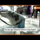 Therapy Dogs Comfort Passengers At Istanbul Airport | Reuters