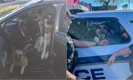 Three German Shepherds Inside A Stranger'S Car