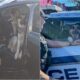 Three German Shepherds Inside A Stranger'S Car