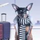 Top Helpful Tips For Flying With Your Fur Baby