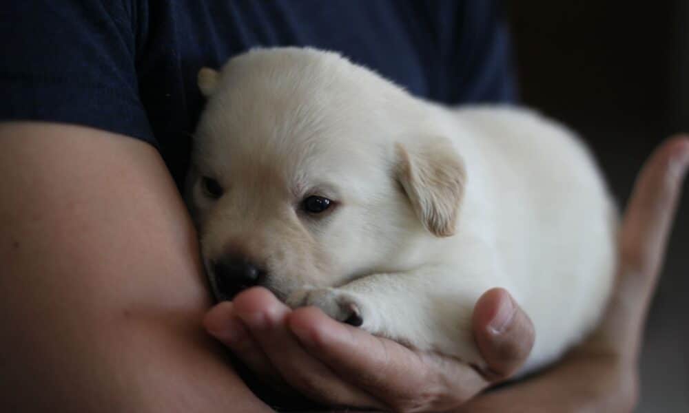 Top Tips To Train Your New Puppy