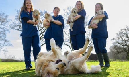 Trigger The Golden Retriever With His Last Litter Of Puppies