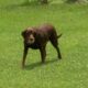 Tucker The Chocolate Labrador With A Tennis Ball